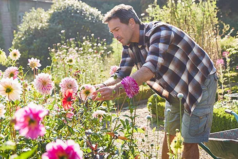 Person pflegt Blumen mit Schubkarre
